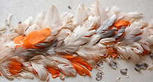 Design Studio 3D Feathers  AG-FT-012